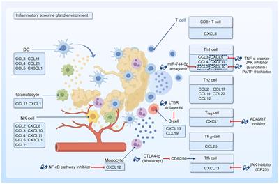 Chemokines and lymphocyte homing in Sjögren’s syndrome